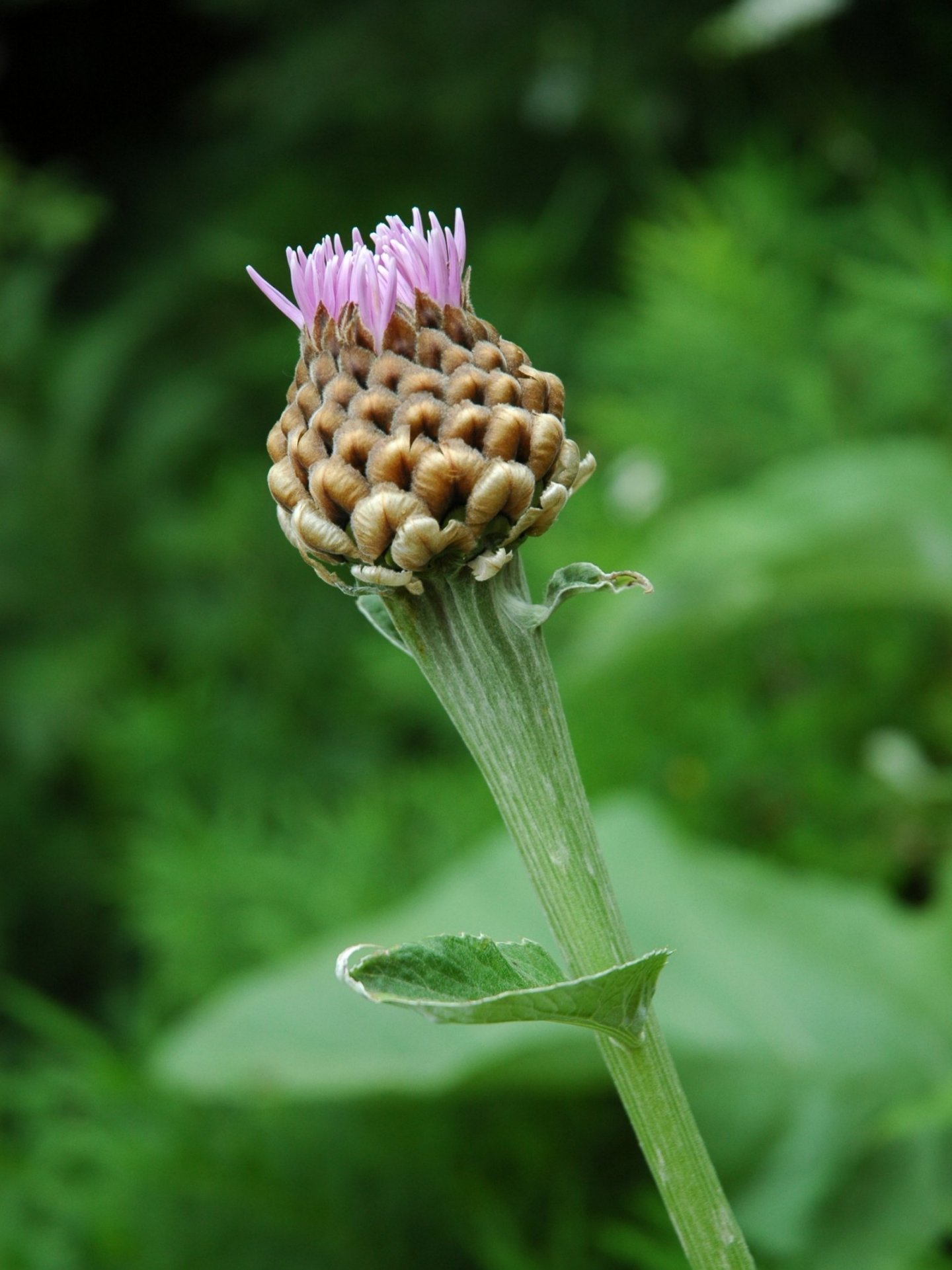 Rhaponticum hemeralpion